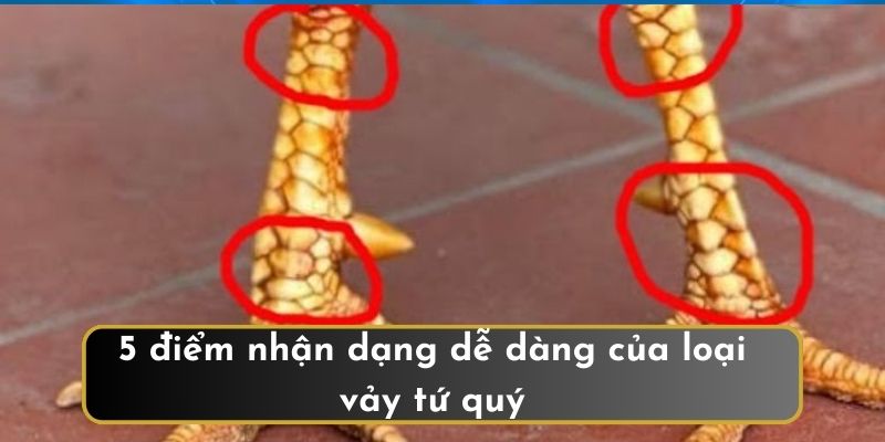 5 điểm nhận dạng dễ dàng của loại vảy tứ quý