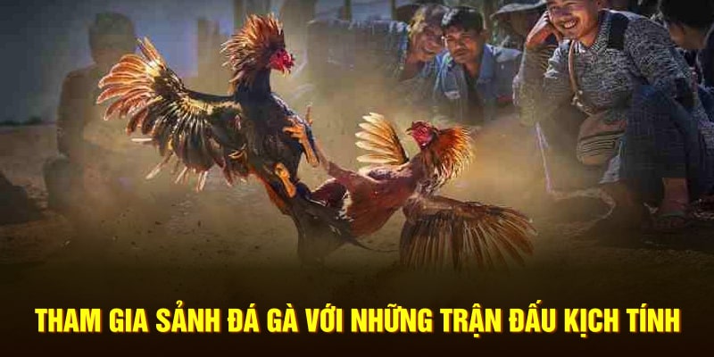 Tham gia sảnh đá gà với những trận đấu kịch tính